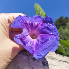 Ipomoea indica