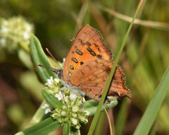 Chrysoritis natalensis
