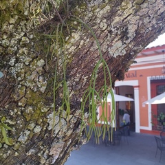 Rhipsalis baccifera