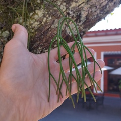 Rhipsalis baccifera
