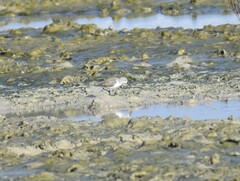 Calidris alpina