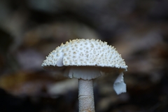 Amanita hongoi