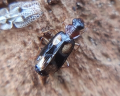 Dromius quadrimaculatus