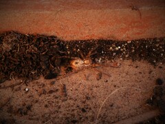 Anyphaena accentuata