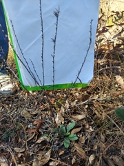 Lithospermum virginianum