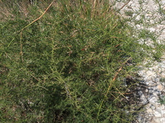 Asparagus verticillatus