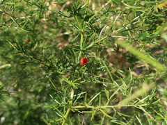 Asparagus verticillatus