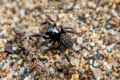 Euophrys herbigrada
