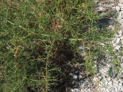 Asparagus verticillatus