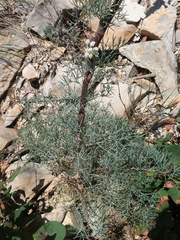 Seseli ponticum