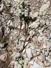 Seseli ponticum
