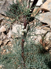 Seseli ponticum