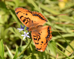 Catacroptera cloanthe