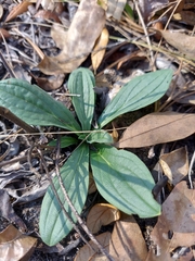 Lithospermum virginianum