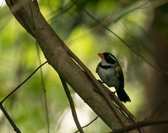 Arremon flavirostris