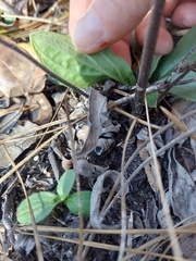 Lithospermum virginianum