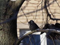 Corvus monedula