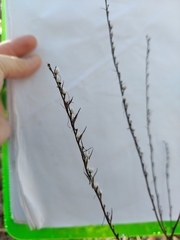 Lithospermum virginianum