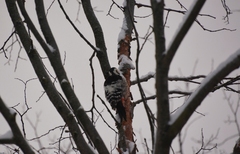 Dendrocopos leucotos