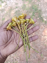 Thespesia populnea