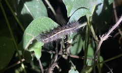 Creatonotos