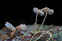 Marasmiellus dendroegrus