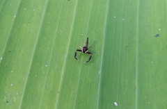 Indopadilla insularis