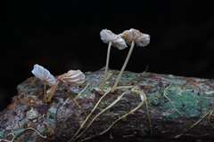 Marasmiellus dendroegrus