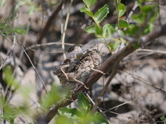 Haplotropis