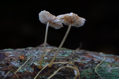 Marasmiellus dendroegrus
