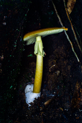 Amanita similis