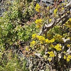 Sedum praealtum