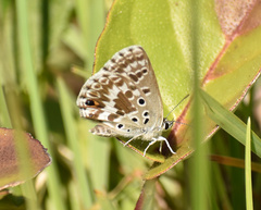 Lepidochrysops ketsi leucomacula