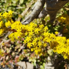 Sedum praealtum