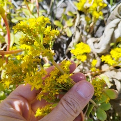 Sedum praealtum