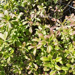 Sedum praealtum