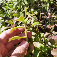 Sedum praealtum