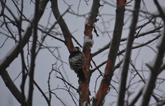 Dendrocopos leucotos