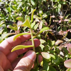 Sedum praealtum