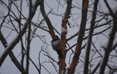 Dendrocopos leucotos