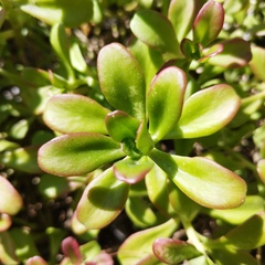 Sedum praealtum