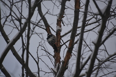 Dendrocopos leucotos