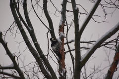 Dendrocopos leucotos