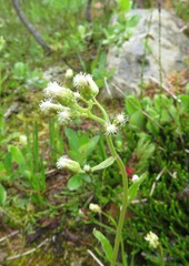 Antennaria racemosa