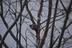 Dendrocopos leucotos