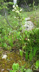 Antennaria racemosa