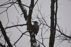 Dendrocopos leucotos