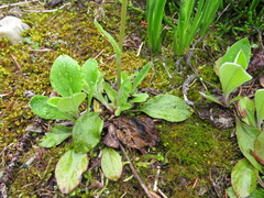 Antennaria racemosa