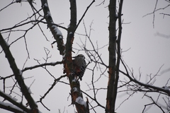 Dendrocopos leucotos