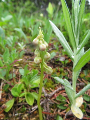 Pyrola minor